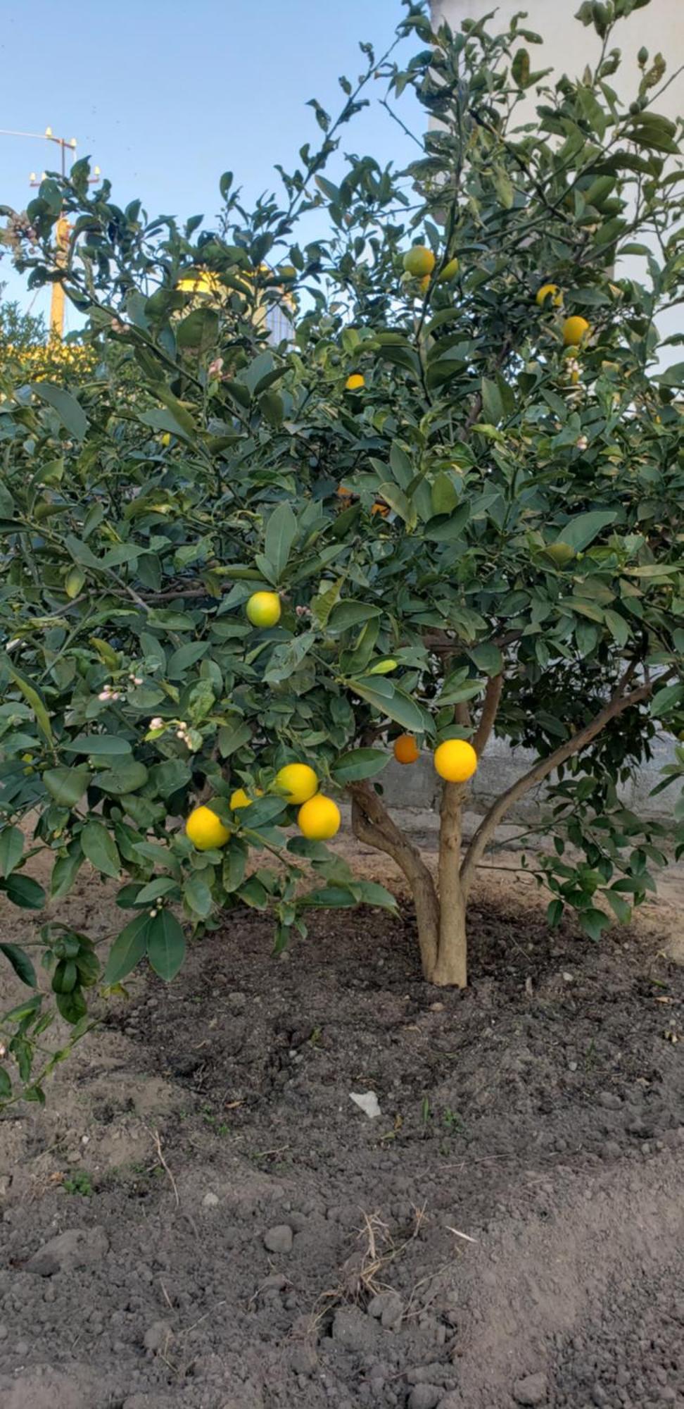 Pomegranates & Olives Guesthouse Durres Exterior photo