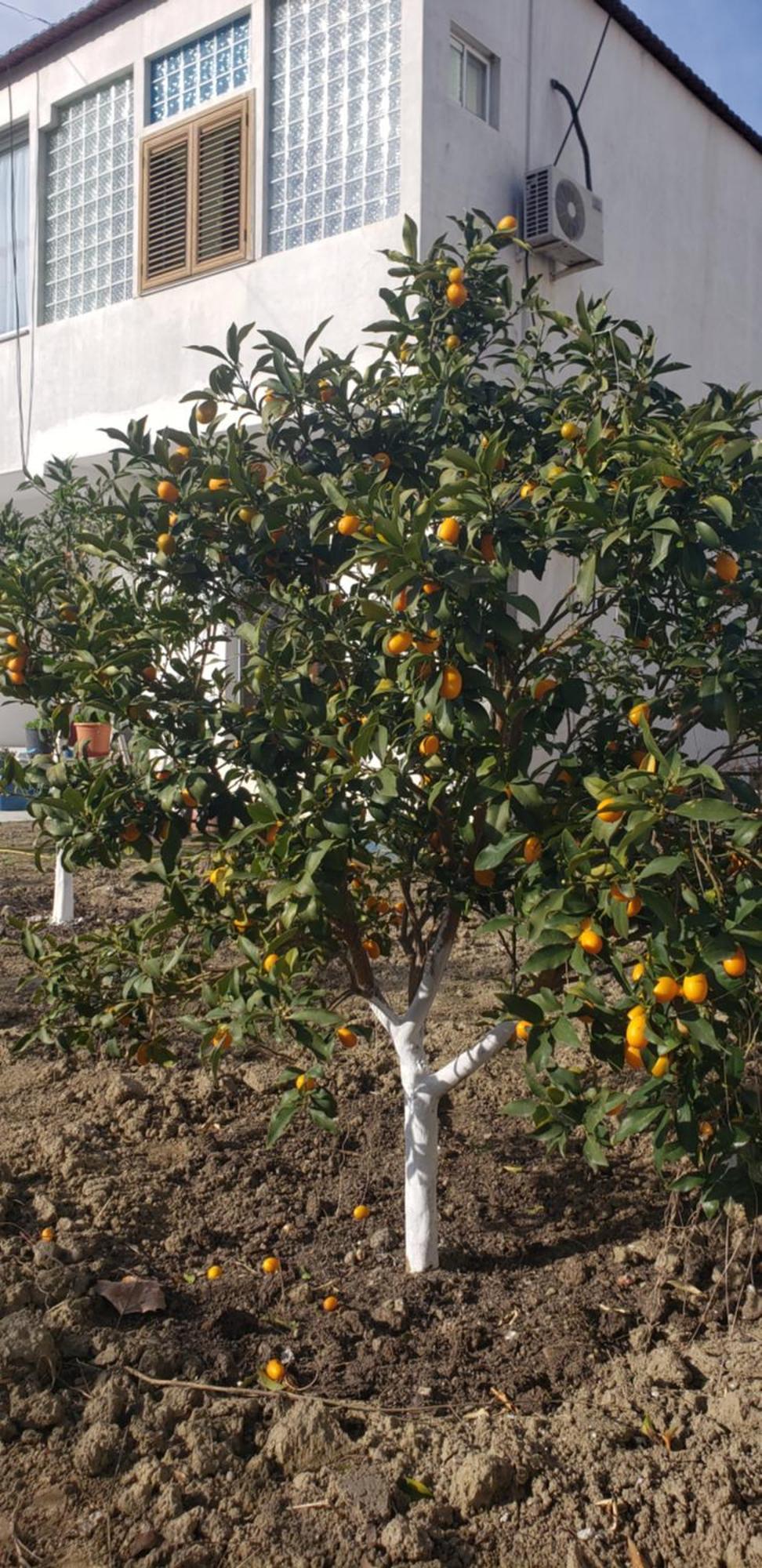 Pomegranates & Olives Guesthouse Durres Exterior photo